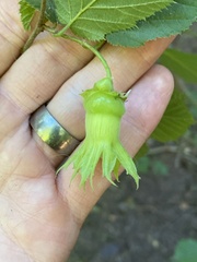 Corylus