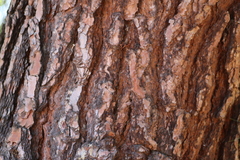 Pinus