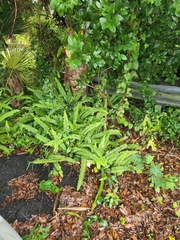 Nephrolepis cordifolia