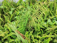 Pteris vittata