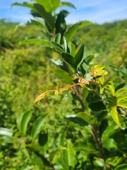 Eumorpha pandorus