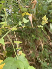 Persicaria perfoliata
