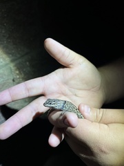 Sceloporus jarrovii