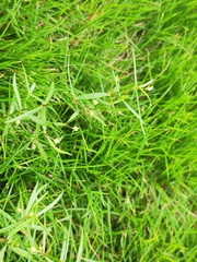 Scleromitrion diffusum