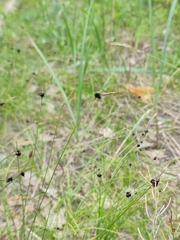 Anthracoidea caryophylleae