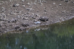 Egretta novaehollandiae