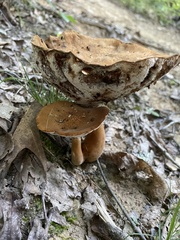 Gyroporus castaneus