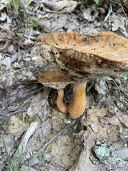 Gyroporus castaneus