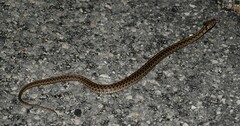 Thamnophis marcianus