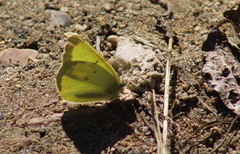 Colias interior