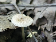 Pluteus
