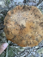 Gyroporus castaneus