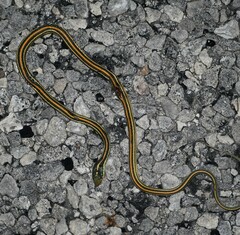 Thamnophis proximus orarius