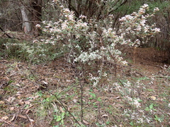 Spyridium parvifolium