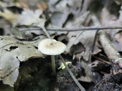Pluteus