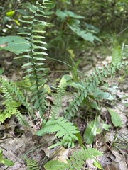 Asplenium platyneuron