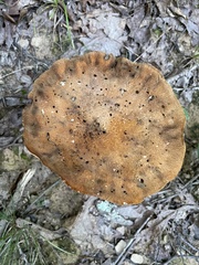 Gyroporus castaneus