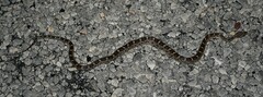 Pantherophis emoryi