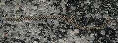 Thamnophis marcianus