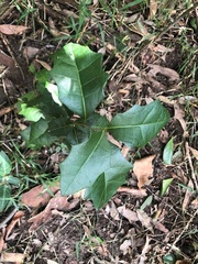 Alchornea ilicifolia