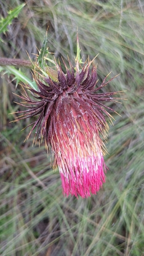 Image of Cirsium ehrenbergii by (c) Alan Rockefeller, some rights reserved (CC BY)
