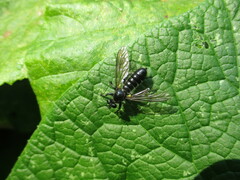 Laphriini