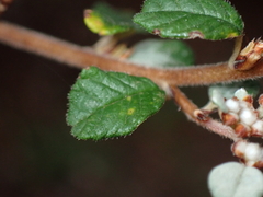Spyridium parvifolium
