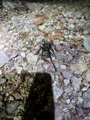 Theraphosinae