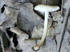 Pluteus