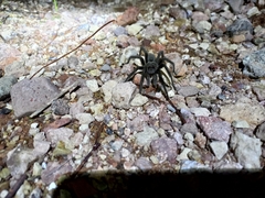 Theraphosinae