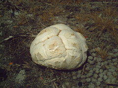 Calvatia booniana