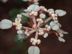 Spyridium parvifolium