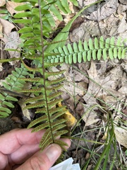 Asplenium platyneuron