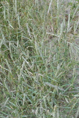 Sporobolus alopecuroides