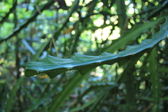 Euphorbia antiquorum