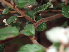Spyridium parvifolium