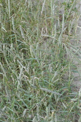 Sporobolus alopecuroides