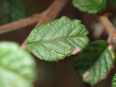Spyridium parvifolium