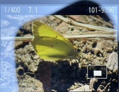 Colias interior