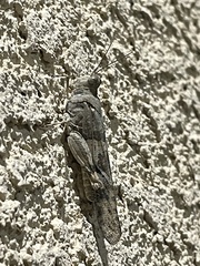 Trimerotropis pallidipennis