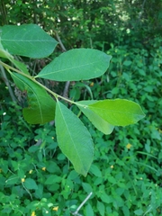 Salix atrocinerea