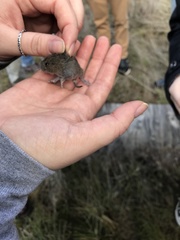 Microtus californicus