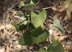 Aristolochia californica