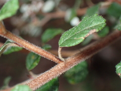 Spyridium parvifolium
