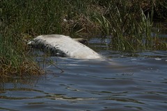 Acipenser transmontanus