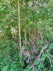 Salix atrocinerea