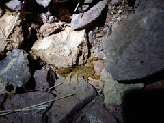 Paravaejovis spinigerus