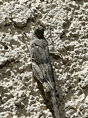 Trimerotropis pallidipennis