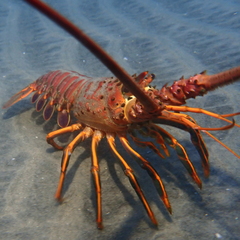 Panulirus interruptus