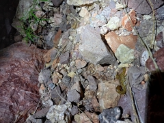 Paravaejovis spinigerus